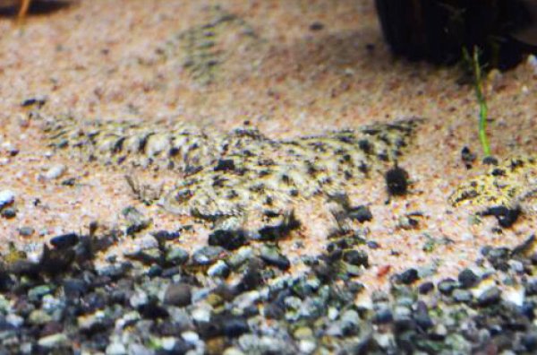 画像1: ニューギニア淡水カレイ(5cm±)WILD★ (1)