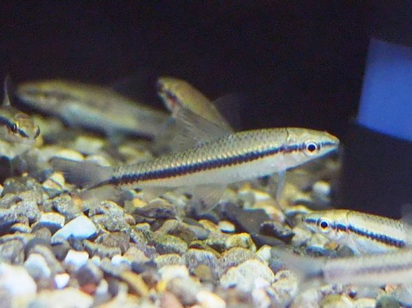 画像1: サイアミーズフライングフォックス Sサイズ (1)