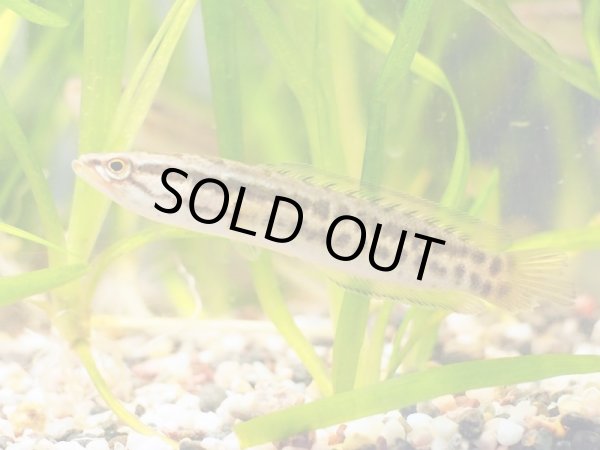 画像2: タイワンドジョウ(10cm±)WILD兵庫 (2)