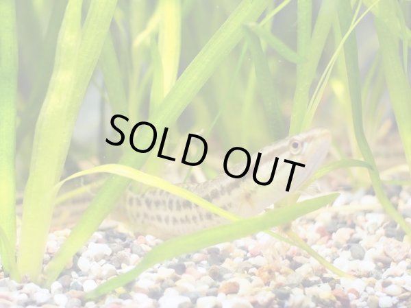 画像3: タイワンドジョウ(10cm±)WILD兵庫 (3)