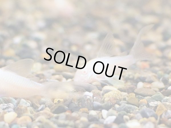 画像2: コリドラス アルビノ アエネウス ロングフィン (2)