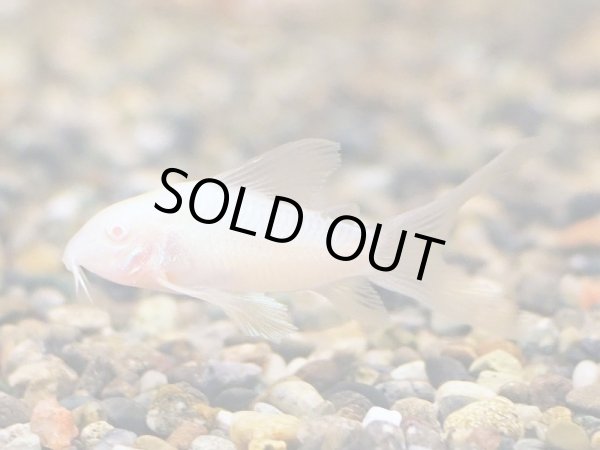 画像3: コリドラス アルビノ アエネウス ロングフィン (3)