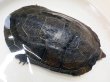 画像2: オオアタマクサガメ メス(20cm±)WILD兵庫県▲ (2)