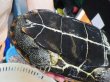 画像4: オオアタマクサガメ メス(20cm±)WILD兵庫県▲ (4)