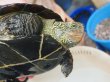 画像8: オオアタマクサガメ メス(20cm±)WILD兵庫県▲ (8)