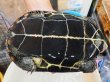 画像3: オオアタマクサガメ メス(20cm±)WILD兵庫県▲ (3)