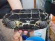 画像5: オオアタマクサガメ メス(20cm±)WILD兵庫県▲ (5)