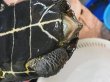 画像6: オオアタマクサガメ メス(20cm±)WILD兵庫県▲ (6)