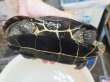 画像7: オオアタマクサガメ メス(20cm±)WILD兵庫県▲ (7)