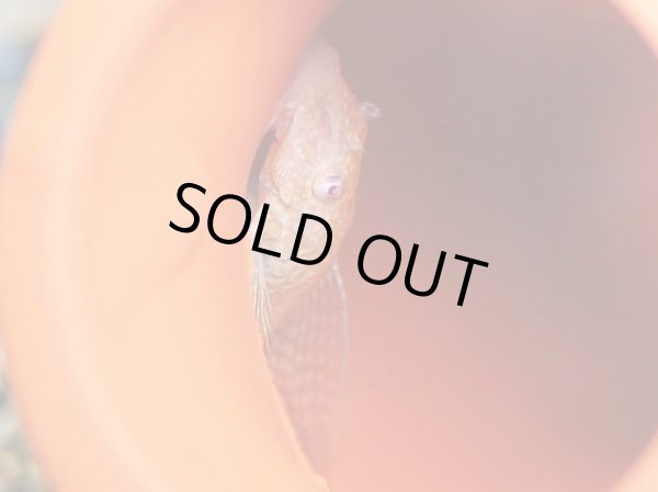 画像2: アルビノブッシープレコ ロングフィン (2)