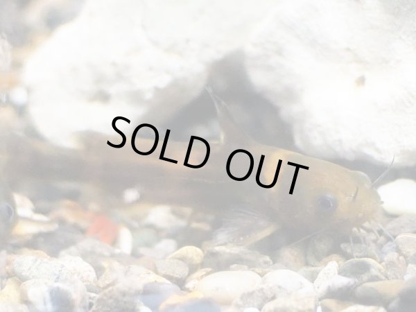 画像2: アリアケギバチ(5cm±) (2)