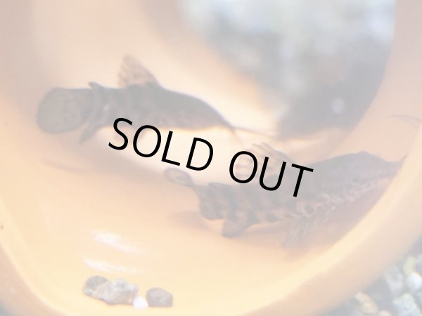 画像2: ヨロイナマズ(4cm±)ブリード (2)