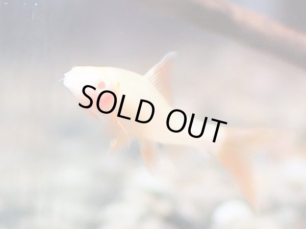 画像2: アルビノレインボーシャーク(4cm±)ブリード (2)