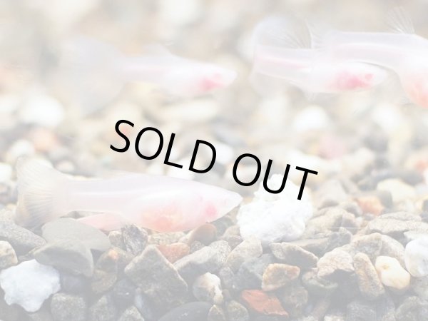 画像2: 国産グッピー RREA スーパーホワイトグラスベリー 1ペア (2)