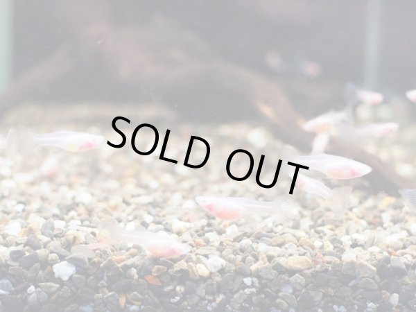 画像3: 国産グッピー RREA スーパーホワイトグラスベリー 1ペア (3)