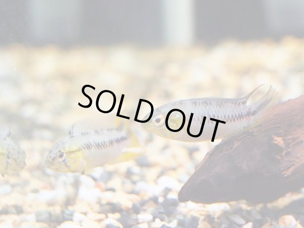 画像2: アピストグラマ ボレリー イエロー オスのみ (2)