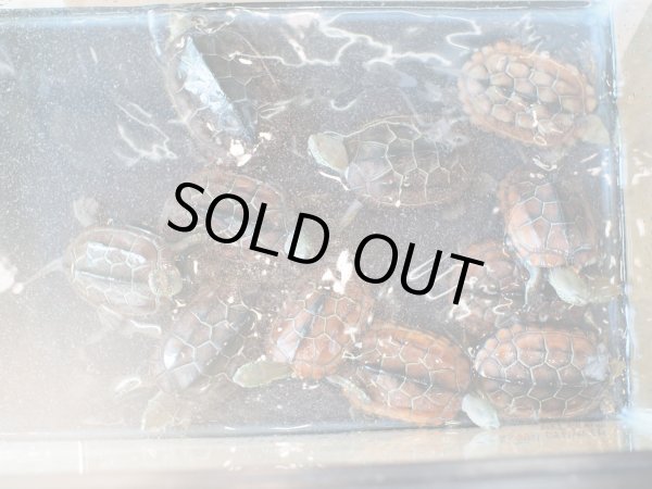 画像2: クサガメ(8cm)ブリード (2)