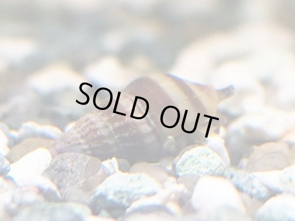 画像2: キラースネール (2)