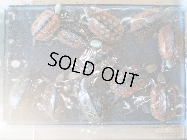 画像3: クサガメ(8cm)ブリード (3)