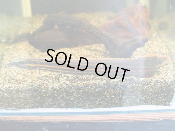 画像2: ファイヤースパイニーイール(30cm±) (2)