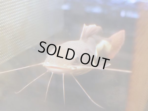 画像3: レッドテールキャット(25cm±)訳アリ (3)