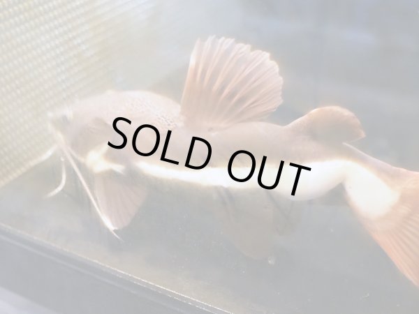 画像4: レッドテールキャット(25cm±)訳アリ (4)