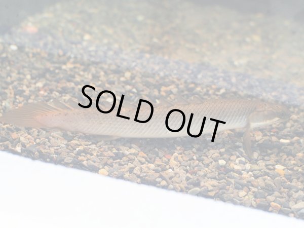 画像2: ポリプテルス セネガルス(14cm±) (2)