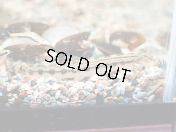 画像2: オオシマドジョウ (2)