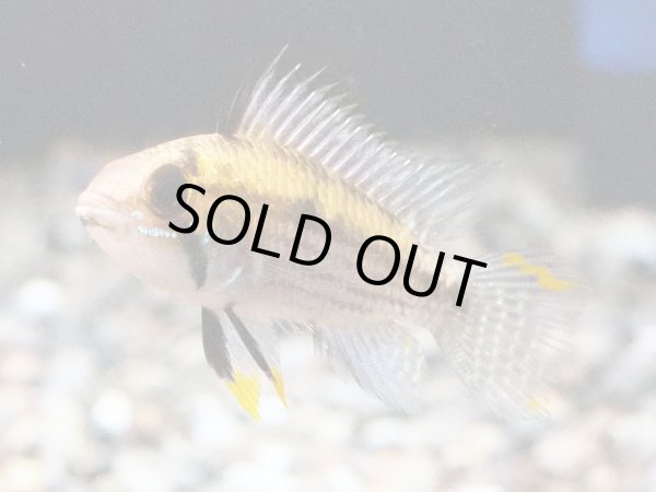 画像2: アピストグラマ カカトイデス 1ペア WILDプルスリオベルリ (2)