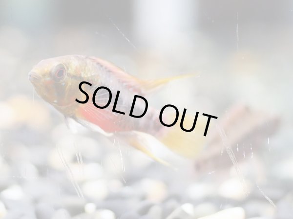 画像3: アピストグラマ ホングスロイレッド 1ペア EUブリード (3)