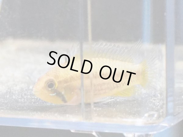 画像4: アピストグラマ カカトイデス 1ペア WILDプルスリオベルリ (4)