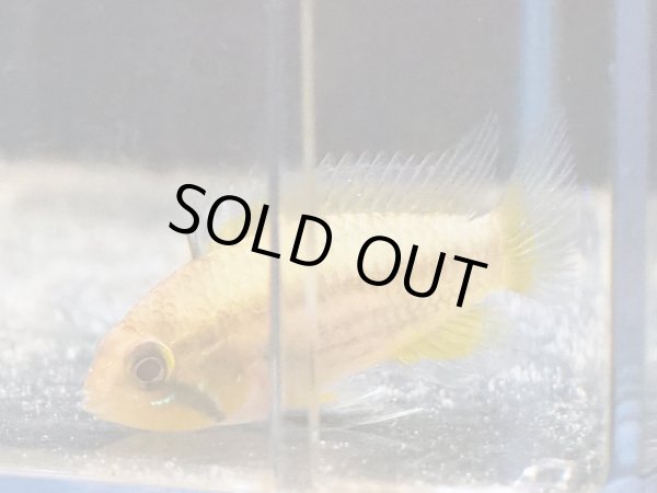 画像3: アピストグラマ カカトイデス 1ペア WILDプルスリオベルリ (3)