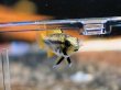 画像4: アピストグラマ カカトイデス オレンジ 1ペア EUブリード (4)