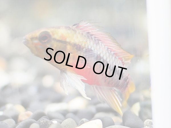 画像2: アピストグラマ ホングスロイレッド 1ペア EUブリード (2)