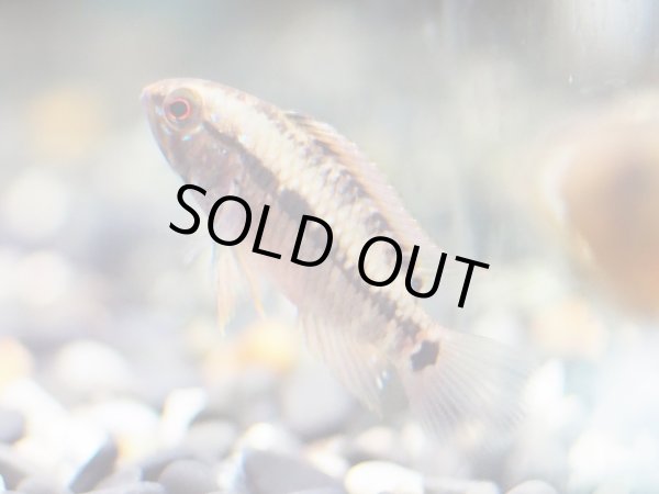 画像4: アピストグラマ ホングスロイレッド 1ペア EUブリード (4)