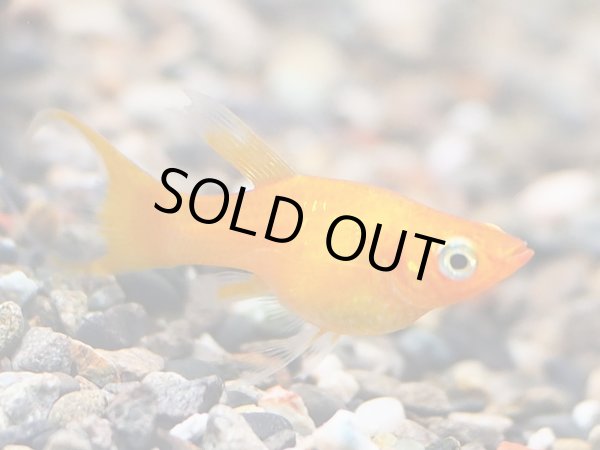 画像3: サンセットオレンジ ライヤーテールモーリー 1ペア (3)