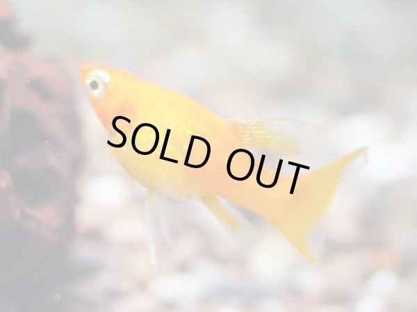 画像4: サンセットオレンジ ライヤーテールモーリー 1ペア (4)