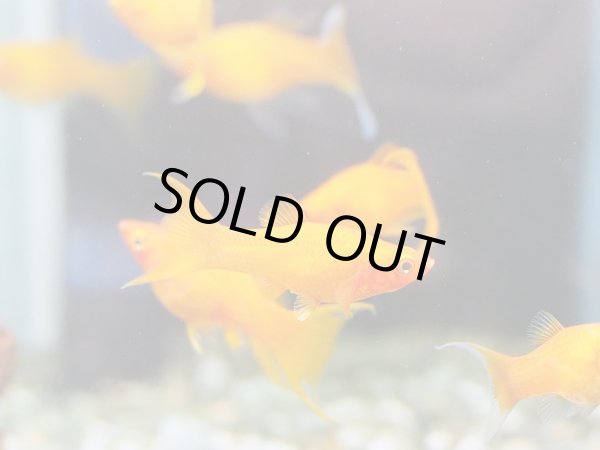 画像2: サンセットオレンジ ライヤーテールモーリー 1ペア (2)