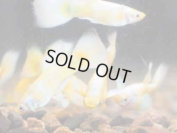 画像2: 外国産グッピー フルゴールド 1ペア (2)