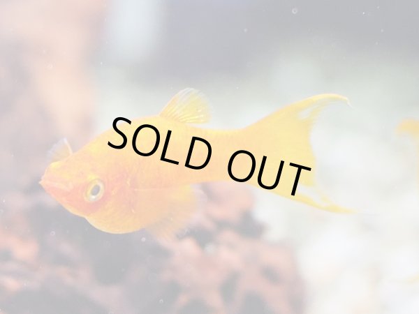 画像5: サンセットオレンジ ライヤーテールモーリー 1ペア (5)