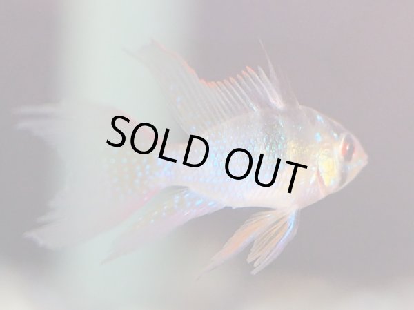 画像2: ドイツラミレジィ(ロングフィン)1ペア (2)