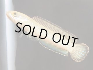 スネークヘッド♪ | 魚銀座m8堂＆リベルめだか