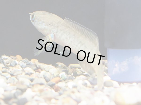 画像2: ドワーフスネークヘッド(8cm±)WILDタイ (2)