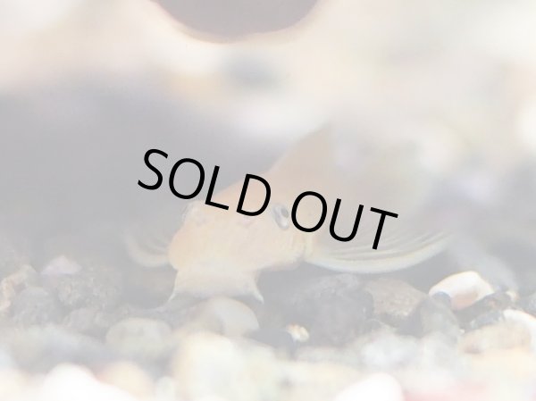 画像3: ブルーアイゴールデンブッシープレコ(ロングフィン) (3)