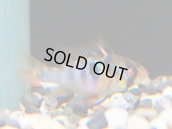 画像4: ドイツラミレジィ(ロングフィン)1ペア (4)