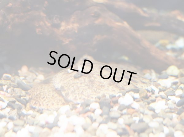 画像2: タイ淡水カレイ(8cm±)WILD (2)