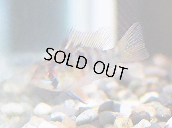 画像5: ドイツラミレジィ(ロングフィン)1ペア (5)