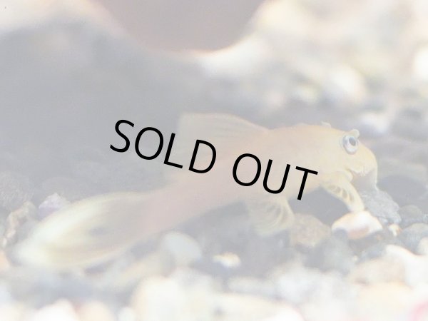 画像4: ブルーアイゴールデンブッシープレコ(ロングフィン) (4)