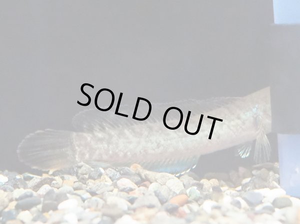 画像3: ドワーフスネークヘッド(8cm±)WILDタイ (3)