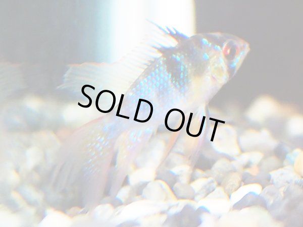 画像3: ドイツラミレジィ(ロングフィン)1ペア (3)